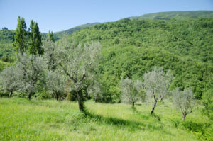 20160522 093632 0001olivenbaume scaled.jpg