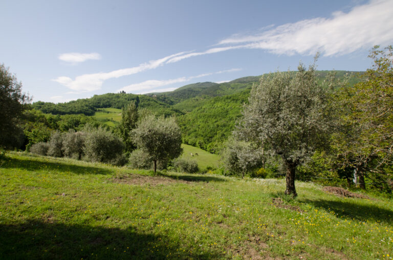 gestaltforum foto olivenhain